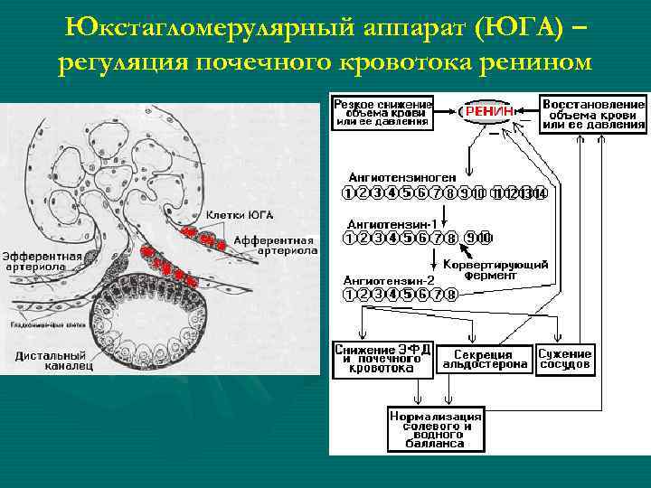 Юкстагломерулярный аппарат (ЮГА) – регуляция почечного кровотока ренином 