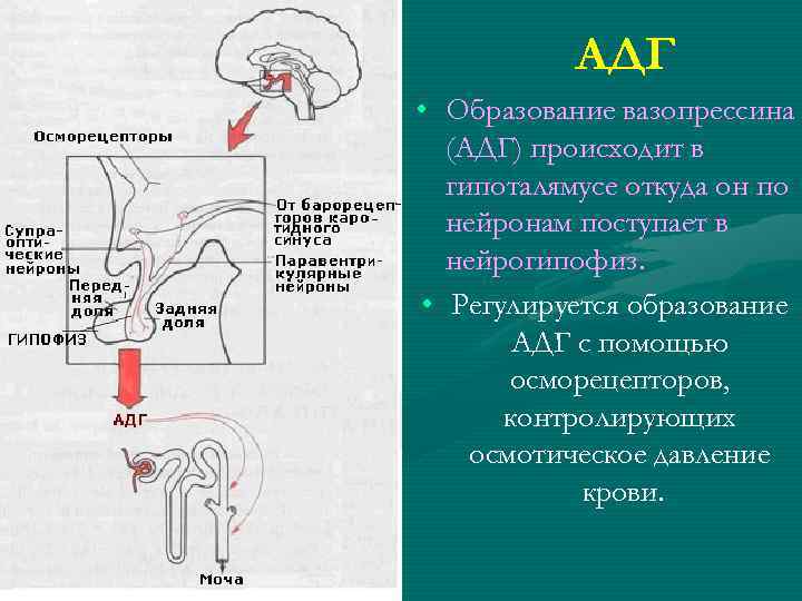 АДГ • Образование вазопрессина (АДГ) происходит в гипоталямусе откуда он по нейронам поступает в