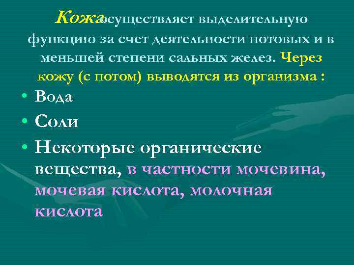 Кожаосуществляет выделительную функцию за счет деятельности потовых и в меньшей степени сальных желез. Через