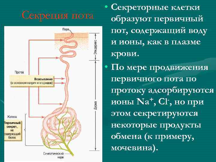Секреция пота • Секреторные клетки образуют первичный пот, содержащий воду и ионы, как в