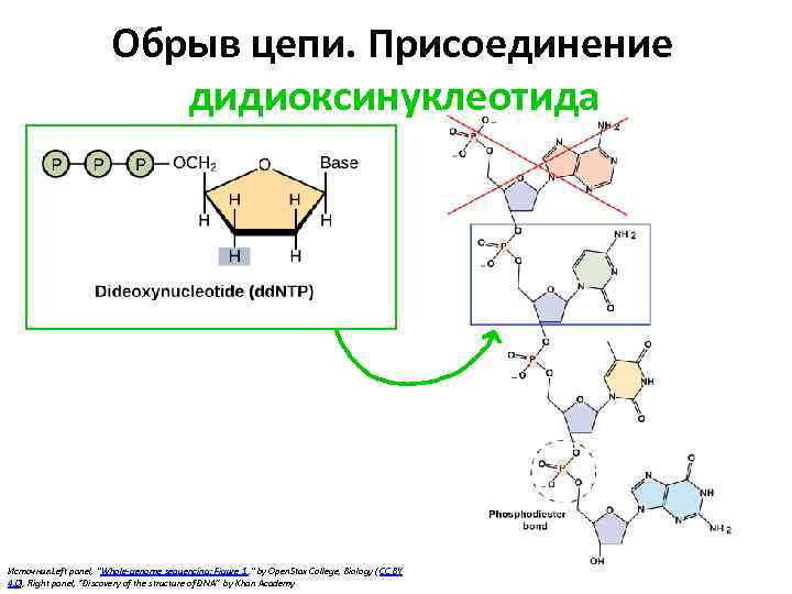 Обрыв цепи. Присоединение дидиоксинуклеотида Источник : Left panel, "Whole-genome sequencing: Figure 1 , "