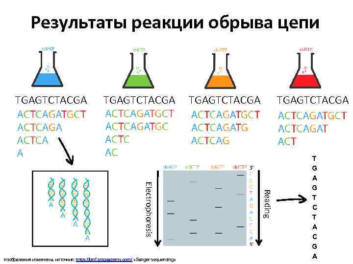 Результаты реакции обрыва цепи TGAGTCTACGA Reading Electrophoresis Изображения изменены, источник: https: //binf. snipcademy. com/