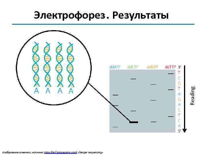 Reading Электрофорез. Результаты Изображение изменено, источник: https: //binf. snipcademy. com/ «Sanger sequencing» 