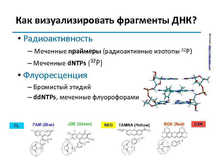 Как визуализировать фрагменты ДНК? – Меченные праймеры (радиоактивные изотопы 32 Р) – Меченные d.