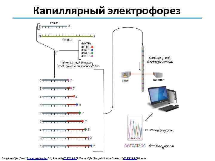 Капиллярный электрофорез Image modified from "Sanger sequencing, " by Estevezj (CC BY-SA 3. 0).