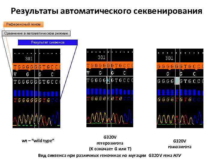 Результаты автоматического секвенирования Референсный геном Сравнение в автоматическом режиме Результат сиквенса G 320 V