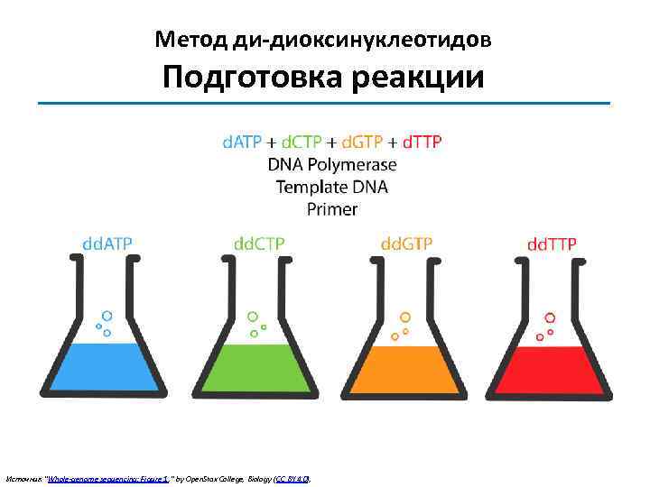 Метод ди-диоксинуклеотидов Подготовка реакции Источник : "Whole-genome sequencing: Figure 1 , " by Open.