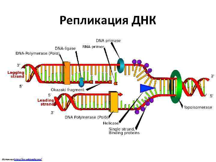 Репликация ДНК Источник : https: //en. wikipedia. org/ 