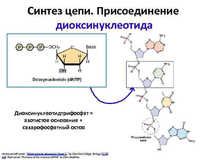 Синтез цепи. Присоединение диоксинуклеотида Диоксинуклеотидтрифосфат = азотистое основание + сахарофосфатный остов Источник : Left