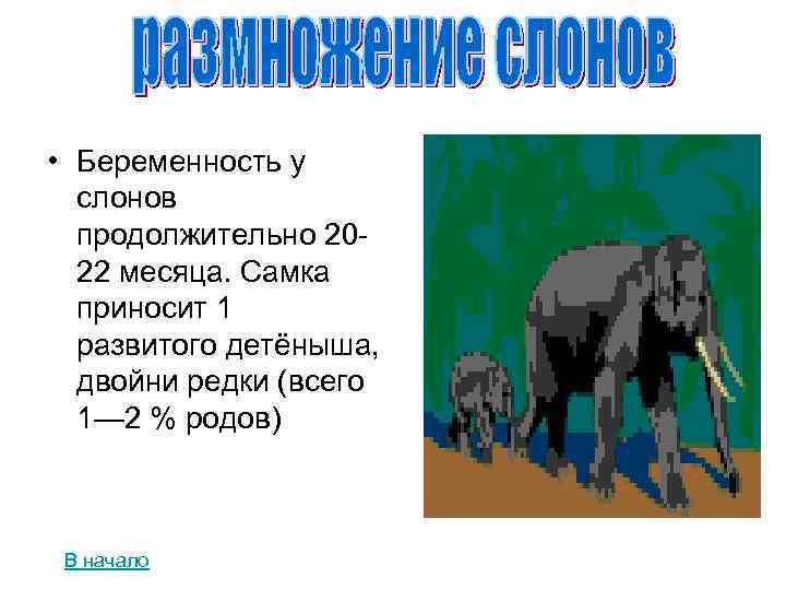  • Беременность у слонов продолжительно 2022 месяца. Самка приносит 1 развитого детёныша, двойни