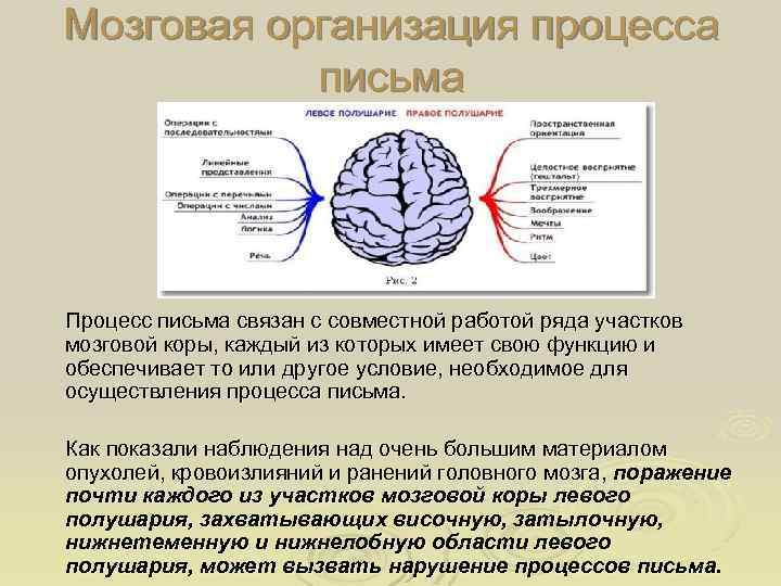 Мозговая организация процесса письма. Структурная организация головного мозга. Психологические процессы письма. Нарушения процесса письма.