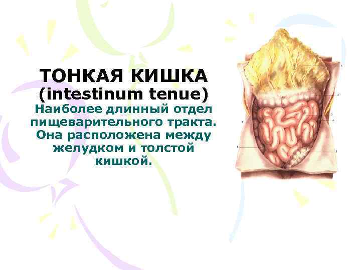 ТОНКАЯ КИШКА (intestinum tenue) Наиболее длинный отдел пищеварительного тракта. Она расположена между желудком и