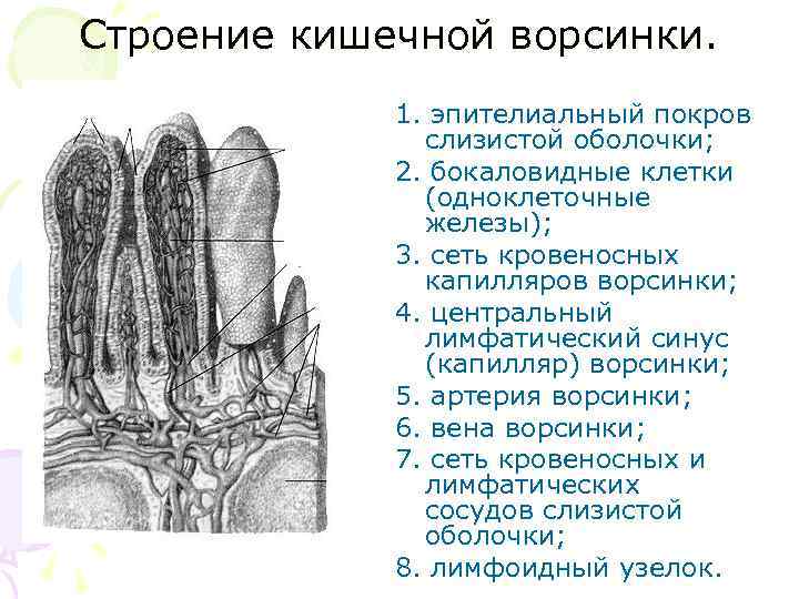 Строение кишечной ворсинки. 1. эпителиальный покров слизистой оболочки; 2. бокаловидные клетки (одноклеточные железы); 3.