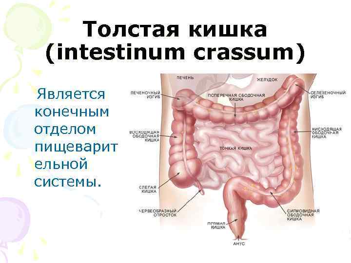 Толстая кишка (intestinum crassum) Является конечным отделом пищеварит ельной системы. 