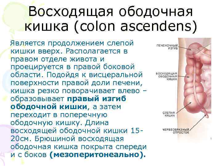 Восходящая ободочная кишка (colon ascendens) Является продолжением слепой кишки вверх. Располагается в правом отделе