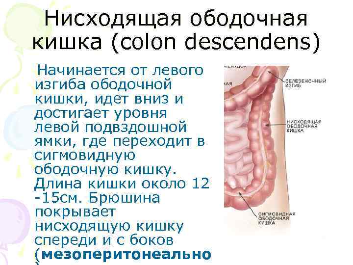 Где находится ободочная кишка у человека фото и как болит