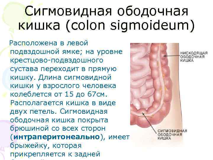 Сигмовидная ободочная кишка (colon sigmoideum) Расположена в левой подвздошной ямке; на уровне крестцово-подвздошного сустава
