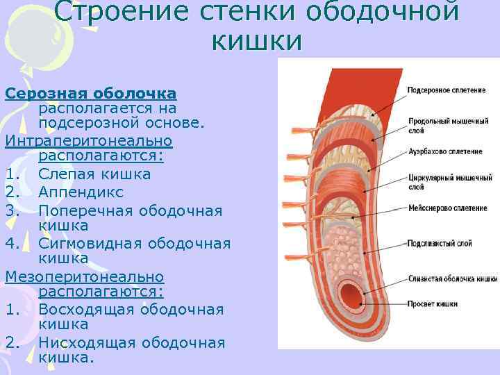 Строение стенки ободочной кишки Серозная оболочка располагается на подсерозной основе. Интраперитонеально располагаются: 1. Слепая