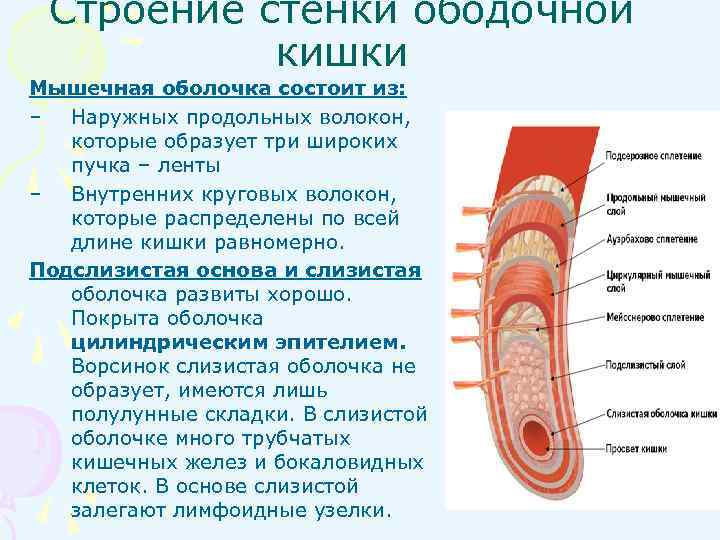 Наличие толстой мышечной стенки и мелких камней