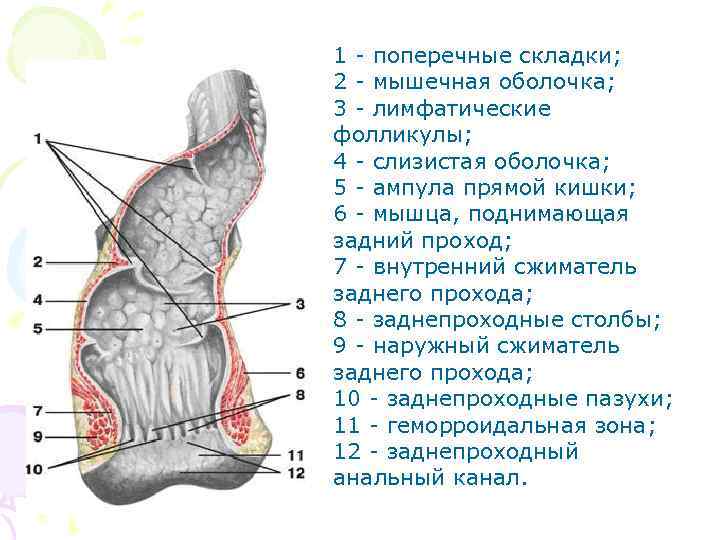 1 - поперечные складки; 2 - мышечная оболочка; 3 - лимфатические фолликулы; 4 -