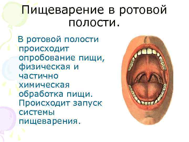Пищеварение в ротовой полости. В ротовой полости происходит опробование пищи, физическая и частично химическая