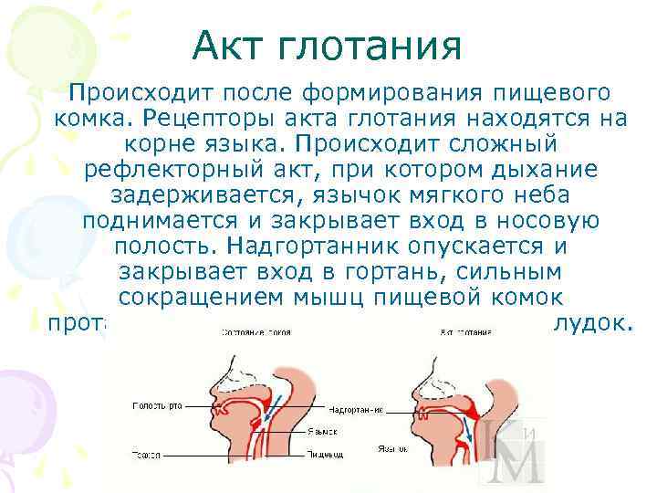Акт глотания Происходит после формирования пищевого комка. Рецепторы акта глотания находятся на корне языка.