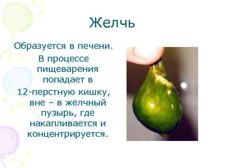 Желчь Образуется в печени. В процессе пищеварения попадает в 12 -перстную кишку, вне –
