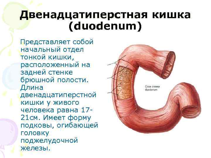 Двенадцатиперстная кишка (duodenum) Представляет собой начальный отдел тонкой кишки, расположенный на задней стенке брюшной