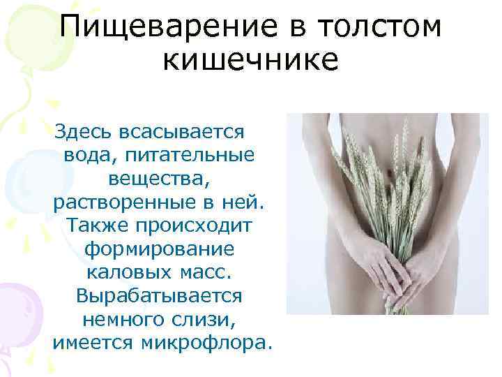 Пищеварение в толстом кишечнике Здесь всасывается вода, питательные вещества, растворенные в ней. Также происходит