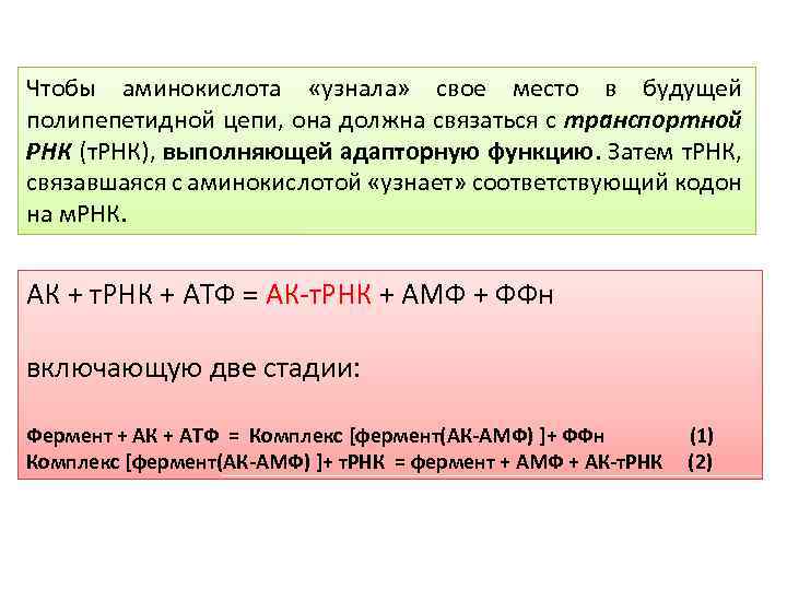 Чтобы аминокислота «узнала» свое место в будущей полипепетидной цепи, она должна связаться с транспортной