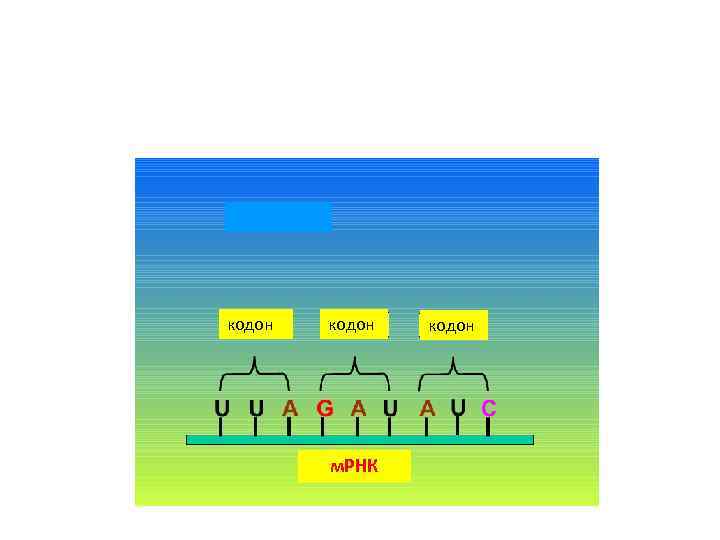 Термин кодон. Кодон. Старт кодон. Кодон это в биологии. Кодон это кратко.