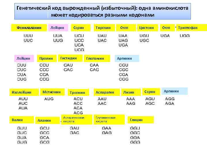 Генетический код вырожденный (избыточный): одна аминокислота может кодироваться разными кодонами Фенилаланин Лейцин Изолейцин Валин