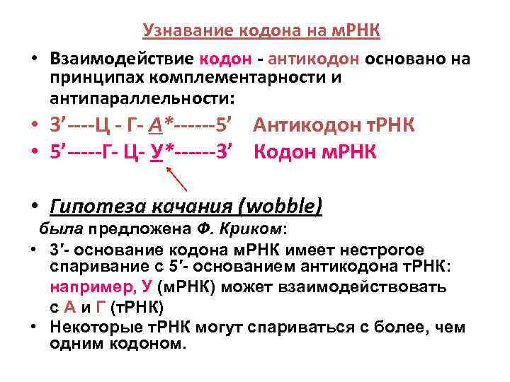 Термин кодон. Взаимодействие кодона и антикодона. Взаимодействия аминокислота ТРНК кодон-антикодон. Кодон и антикодон принципы их взаимодействия. Гипотеза качания.