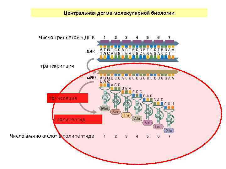 Триплеты транспортные