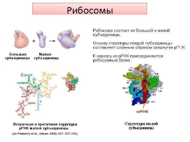 Рибосомы 