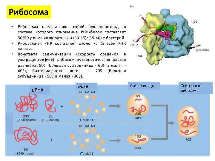 р. РНК Белки Субъединицы Собранная рибосома 