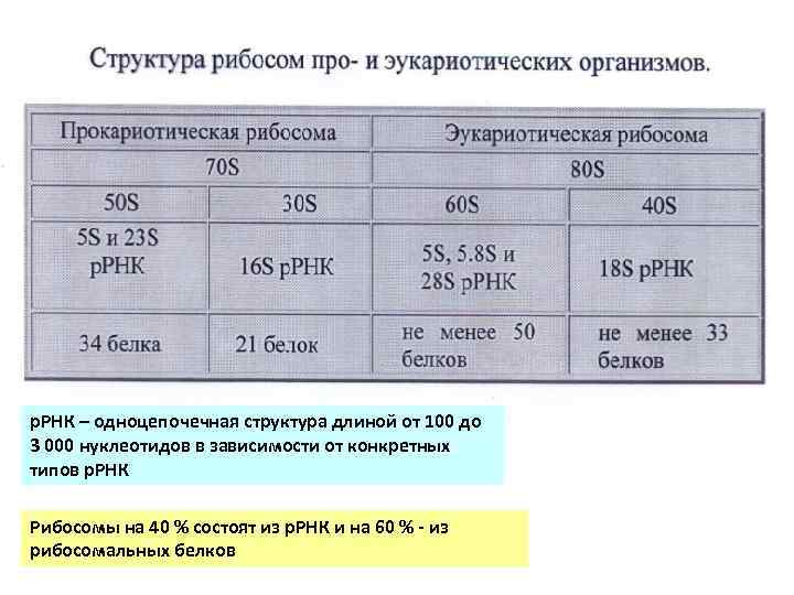 Отличия рибосом прокариот и эукариот р. РНК – одноцепочечная структура длиной от 100 до