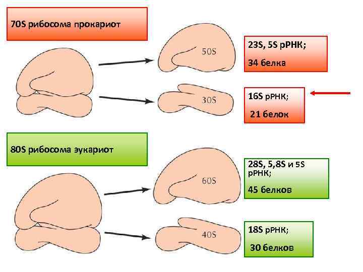 70 S рибосома прокариот 23 S, 5 S р. РНК; 34 белка 16 S