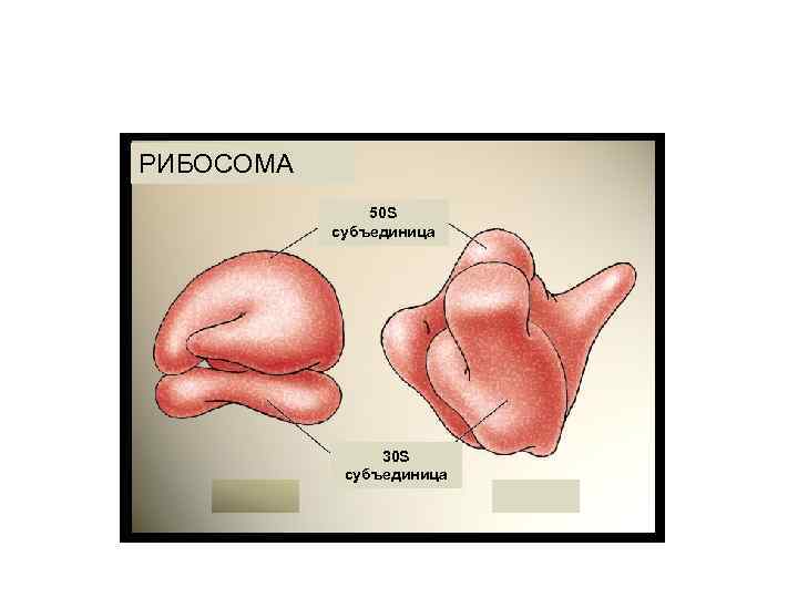 РИБОСОМА 50 S субъединица 30 S субъединица 