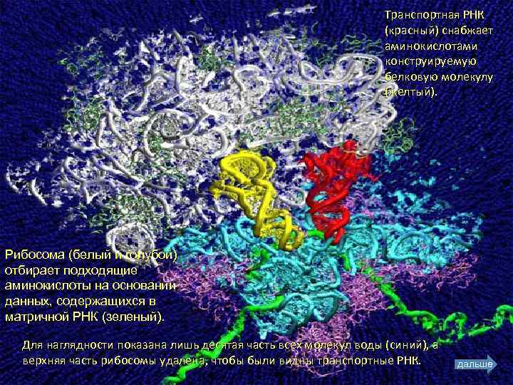 Транспортная РНК (красный) снабжает аминокислотами конструируемую белковую молекулу (желтый). Рибосома (белый и голубой) отбирает