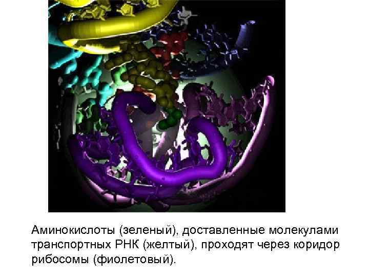 Аминокислоты (зеленый), доставленные молекулами транспортных РНК (желтый), проходят через коридор рибосомы (фиолетовый). 