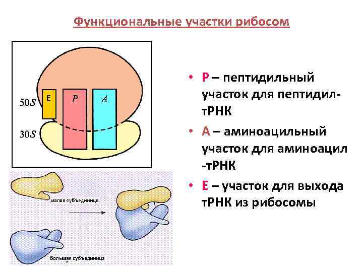 Функциональные участки рибосом E • Р – пептидильный участок для пептидилт. РНК • А