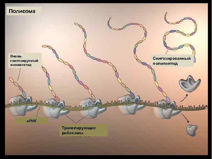 Полисома Вновь синтезируемый полипептид Синтезированный полипептид м. РНК Транслирующие рибосомы 