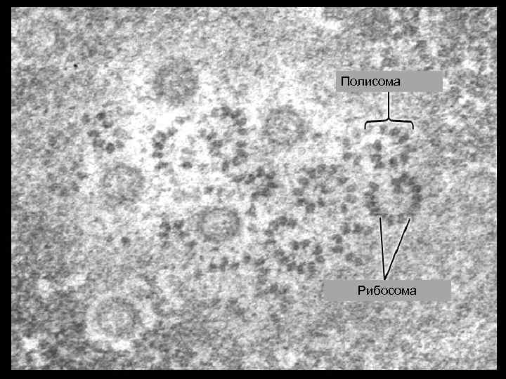 Полисома Рибосома 