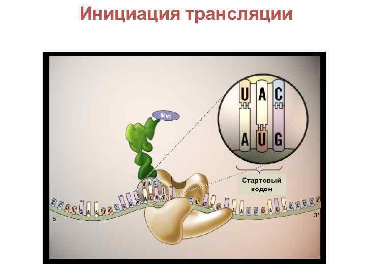 Инициация трансляции Стартовый кодон 