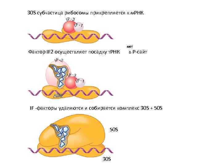 30 S субчастица рибосомы прикрепляется к м. РНК Фактор IF 2 осуществляет посадку т.