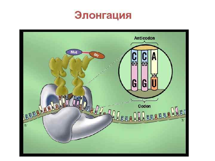 Элонгация 