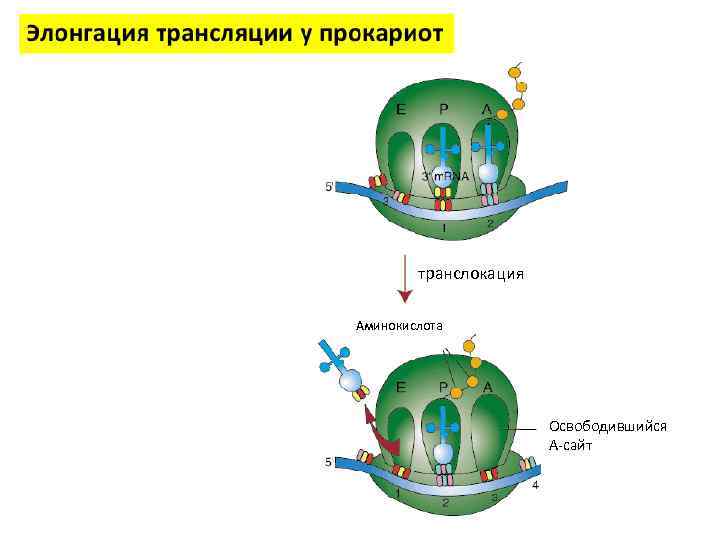 транслокация Аминокислота Освободившийся А-сайт 