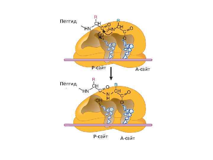 Пептид Р-сайт А-сайт 