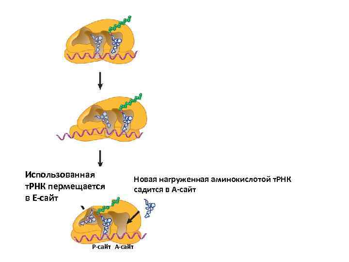 Использованная т. РНК пермещается в Е-сайт Р-сайт А-сайт Новая нагруженная аминокислотой т. РНК садится